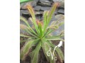 Détails : Journée plantes carnivores
