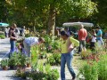 Détails : Fête aux plantes rares