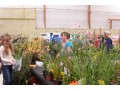 Détails : foire aux plantes et ses accessoires